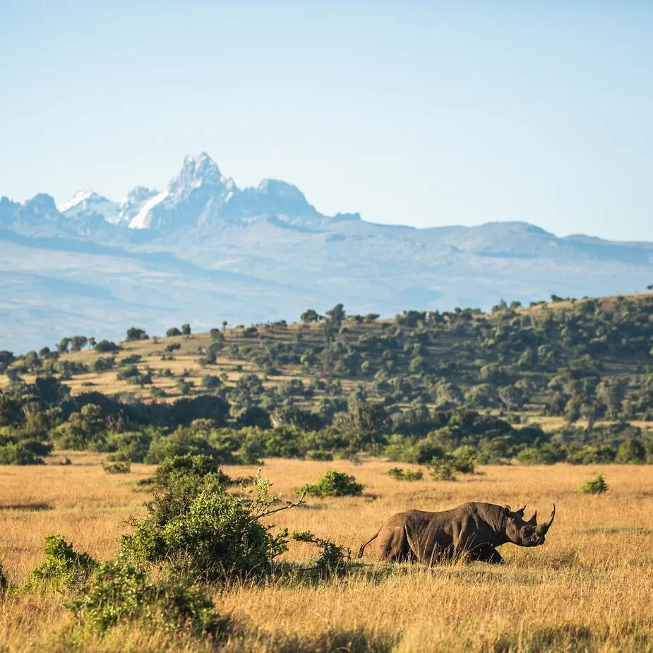 Rhinocéros noir © Shaun Mousley